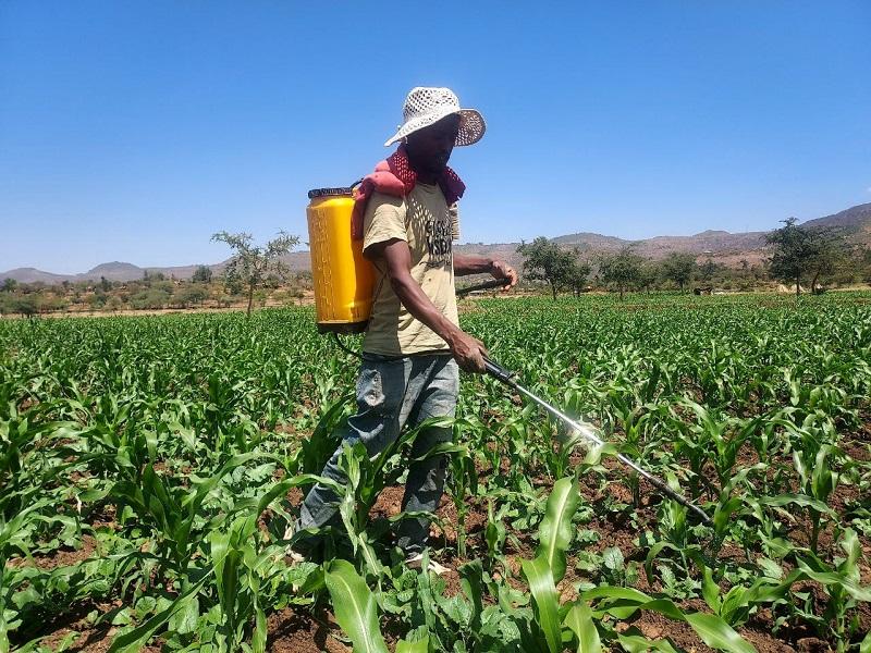 Tigray Farmers Undertaking Irrigation Agricultural Activities
