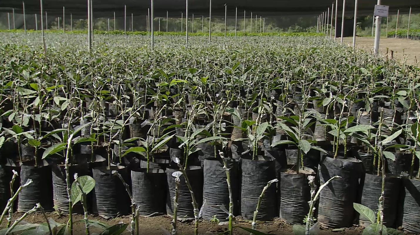 Ethiopia Readied over 7 Bln Saplings for Annual Green Legacy Plantation: Agriculture Ministry Ethiopia Readied over 7 Bln Saplings for Annual Green Legacy Plantation: Agriculture Ministry