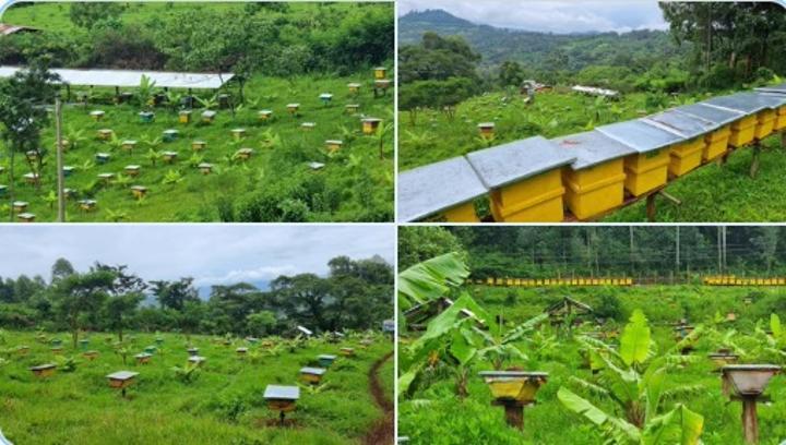 PM Abiy Says Nation Managed to Increase Honey Productivity to Around 98 Thousand Tons Per Year PM Abiy Says Nation Managed to Increase Honey Productivity to Around 98 Thousand Tons Per Year