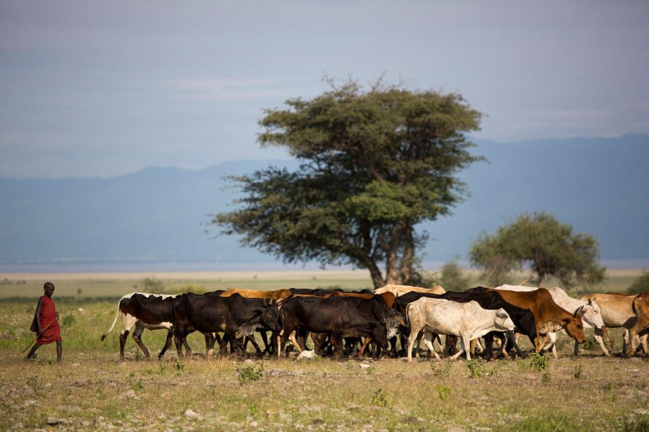 New Partnership Announced to Combat African Animal Trypanosomiasis