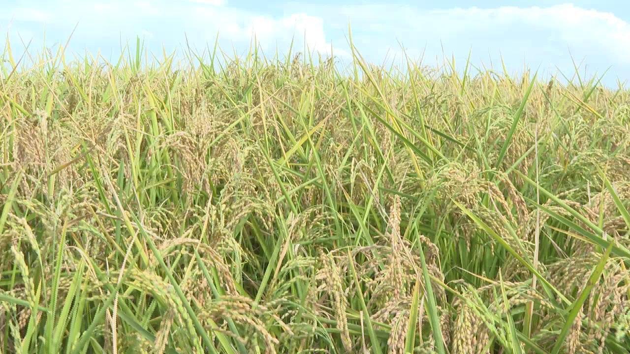 Rice Cultivation, Production Increasing in Amhara Region Rice Cultivation, Production Increasing in Amhara Region