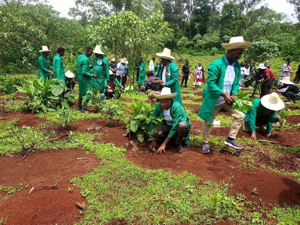 More than 370 Million Coffee Trees to Be Planted in Qellem Wollega Zone ...