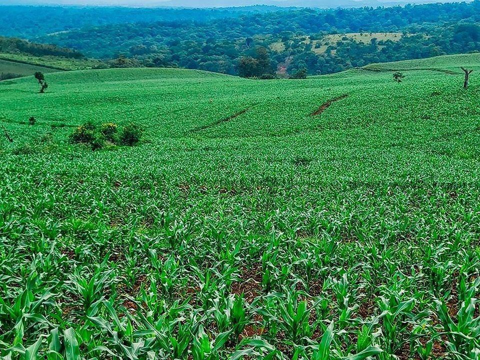 Premier Says Ethiopia Expanding Cluster Farming in Current Rainy Season Premier Says Ethiopia Expanding Cluster Farming in Current Rainy Season