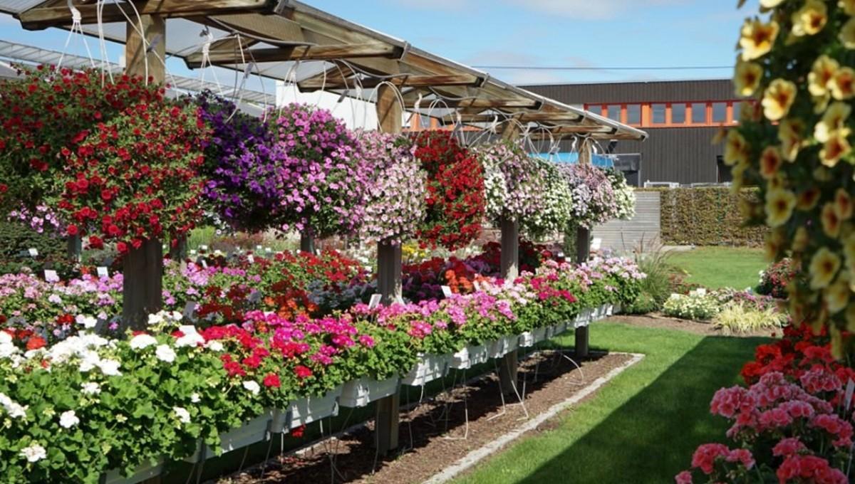 German horticultural firm exits Ethiopia’s Amhara region, cites “unstable political situation, tense military environment” German horticultural firm exits Ethiopia’s Amhara region, cites “unstable political situation, tense military environment”