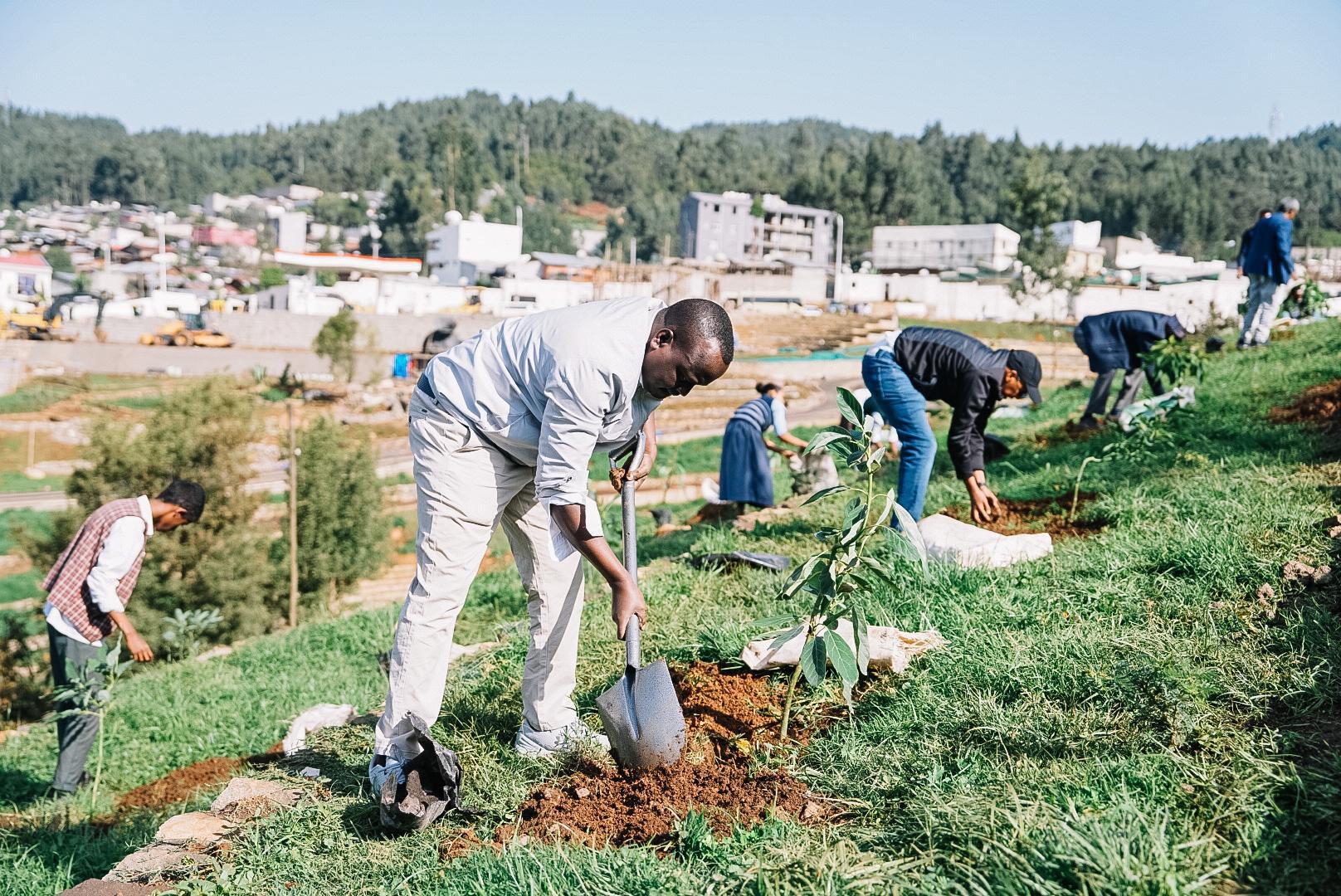 Green Legacy Initiative Halting Environmental Degradation, Fostering Fruits Productivity in Ethiopia Green Legacy Initiative Halting Environmental Degradation, Fostering Fruits Productivity in Ethiopia