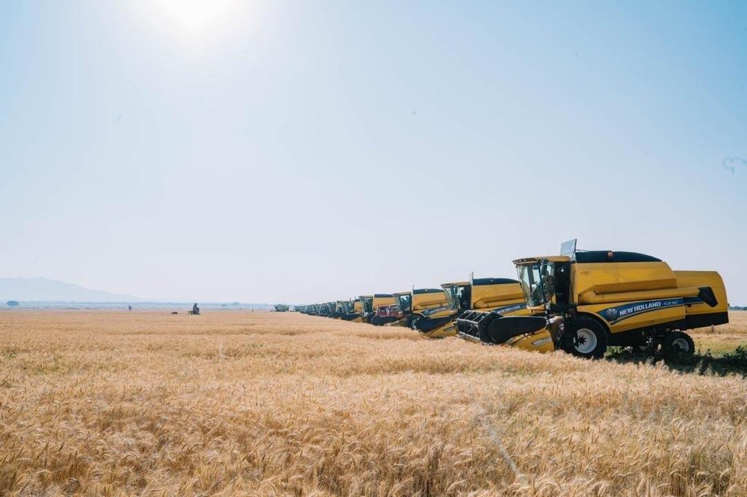 Ethiopia's Wheat Productivity Grows Year-on-Year Ethiopia's Wheat Productivity Grows Year-on-Year