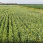 African Indigenous Knowledge Essential for Agricultural Innovation African Indigenous Knowledge Essential for Agricultural Innovation