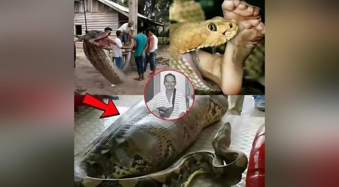 Man Discovered Inside 8-Meter Python Shocks World Man Discovered Inside 8-Meter Python Shocks World