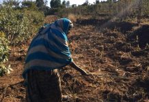 Crop Failure in East Hararghe Sparks Food Insecurity Crop Failure in East Hararghe Sparks Food Insecurity