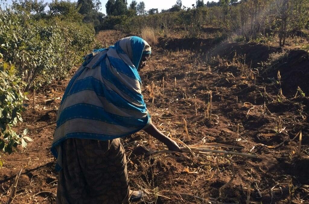 Crop Failure in East Hararghe Sparks Food Insecurity Crop Failure in East Hararghe Sparks Food Insecurity