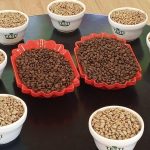 Ethiopia’s Green Initiative Boosts Coffee Export Earnings Ethiopia's Green Initiative Boosts Coffee Export Earnings