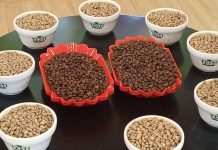 Ethiopia’s Green Initiative Boosts Coffee Export Earnings Ethiopia's Green Initiative Boosts Coffee Export Earnings