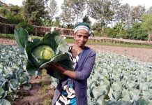 Horti-LIFE Boosts Smallholder Horticulture Efforts Horti-LIFE Boosts Smallholder Horticulture Efforts