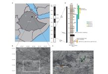 New Fossil Shows Lucy’s Species Coexisted with Relatives New Fossil Shows Lucy's Species Coexisted with Relatives