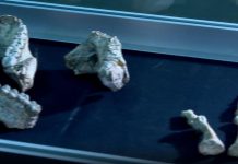 New Fossil Shows Lucy’s Species Coexisted with Relatives New Fossil Shows Lucy's Species Coexisted with Relatives