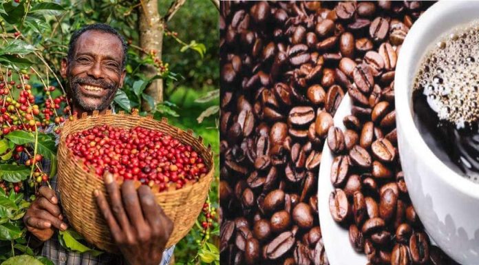 African Coffee Exports Reach Record 1.18 Million Tons African Coffee Exports Reach Record 1.18 Million Tons