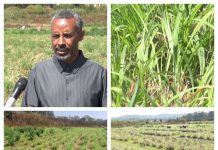 Haramaya University Develops Drought-Resistant Fodder Haramaya University Develops Drought-Resistant Fodder
