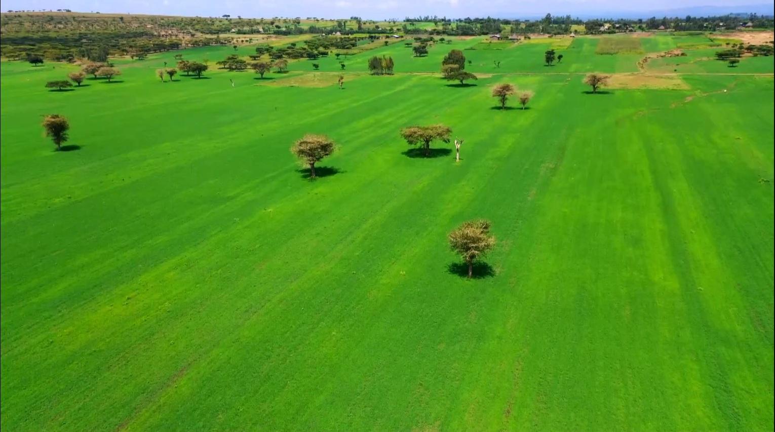 Ethiopia's Shift to Modern Farming Drives Transformation Ethiopia's Shift to Modern Farming Drives Transformation