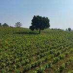 Ethiopia Achieves Tea Development Gains Under Green Legacy Ethiopia Achieves Tea Development Gains Under Green Legacy
