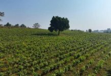 Ethiopia Achieves Tea Development Gains Under Green Legacy Ethiopia Achieves Tea Development Gains Under Green Legacy