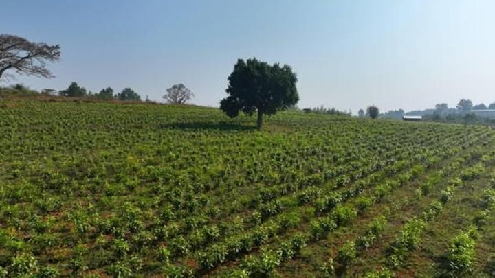 Ethiopia Achieves Tea Development Gains Under Green Legacy Ethiopia Achieves Tea Development Gains Under Green Legacy