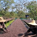 Jimma Coffee Productivity Surge Boosts Tourism Interest Jimma Coffee Productivity Surge Boosts Tourism Interest