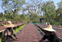 Jimma Coffee Productivity Surge Boosts Tourism Interest Jimma Coffee Productivity Surge Boosts Tourism Interest