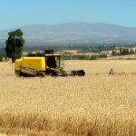 Ethiopia Triumphs in National Wheat Production, Harvest Surpasses 126 million Quintals in Six Months Ethiopia Triumphs in National Wheat Production, Harvest Surpasses 126 million Quintals in Six Months
