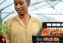 10th Hortiflora Expo Highlights Ethiopia’s Export Growth 10th Hortiflora Expo Highlights Ethiopia's Export Growth