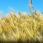 Improved Seeds to Boost Crop Yields, Says EIAR Improved Seeds to Boost Crop Yields, Says EIAR