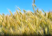 Improved Seeds to Boost Crop Yields, Says EIAR Improved Seeds to Boost Crop Yields, Says EIAR