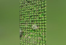 Abiy Highlights Record Papaya Banana Harvests Abiy Highlights Record Papaya Banana Harvests