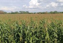 PM Abiy Highlights Progress in Irrigated Maize Production PM Abiy Highlights Progress in Irrigated Maize Production