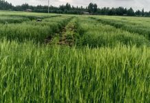 Summer Irrigation Farming Boosts Ethiopia Food Self-Sufficiency Summer Irrigation Farming Boosts Ethiopia Food Self-Sufficiency
