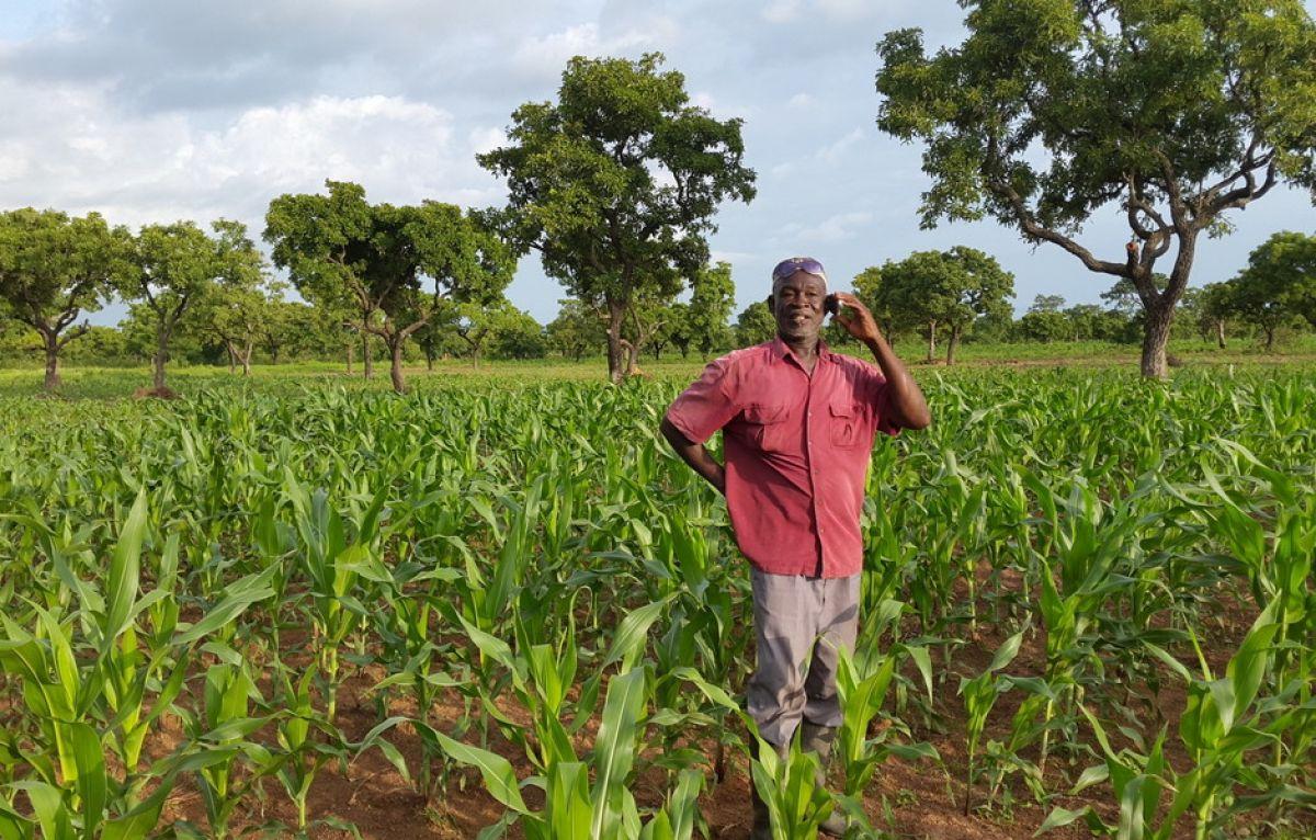 Ghana : un financement de la BAD transforme une savane en zone de production massive de nourriture bio Ghana : un financement de la BAD transforme une savane en zone de production massive de nourriture bio