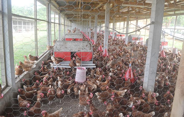 Gabon : Le gouvernement lève quelques mesures sur la grippe aviaire