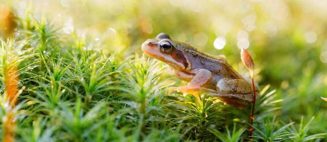 La forte consommation de cuisses de grenouille met les amphibiens en péril La forte consommation de cuisses de grenouille met les amphibiens en péril