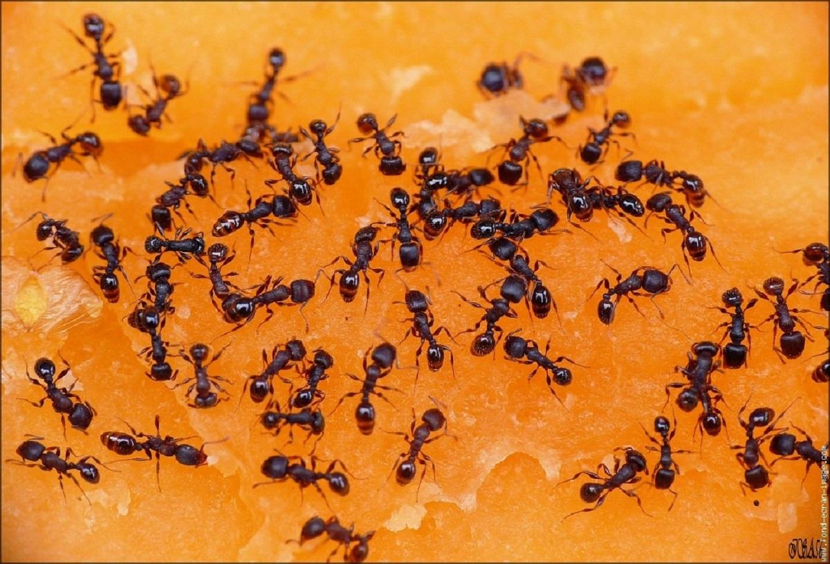 Astuces: débarrassez-vous des fourmis avec ces 06 plantes Astuces: débarrassez-vous des fourmis avec ces 06 plantes