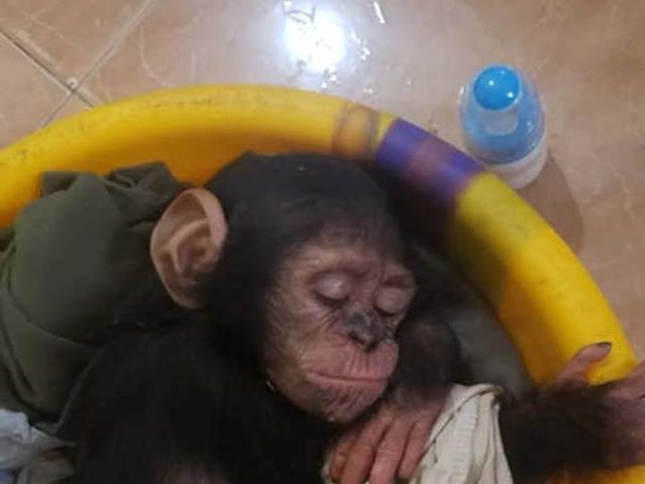 Koumameyong : Une présumée trafiquante de primates aux arrêts Koumameyong : Une présumée trafiquante de primates aux arrêts