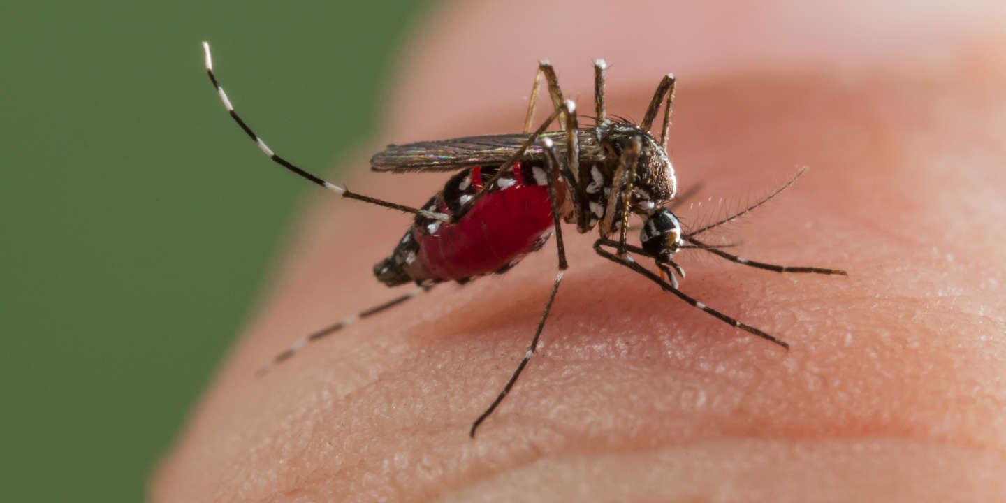 03 techniques naturelles pour soulager les démangeaisons après une piqûre de moustique 03 techniques naturelles pour soulager les démangeaisons après une piqûre de moustique