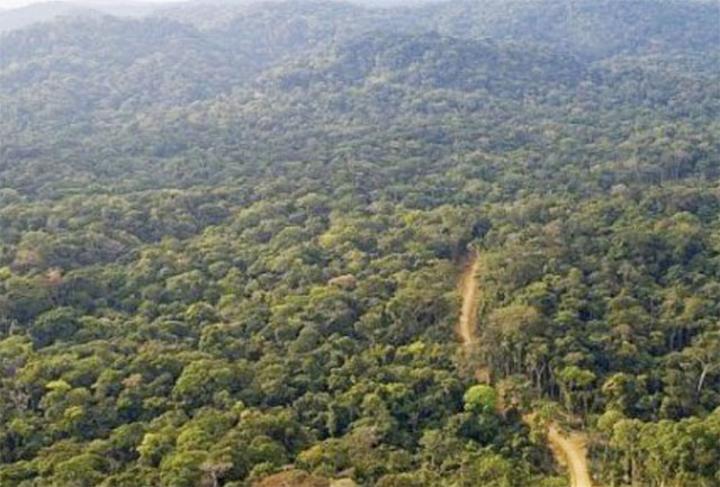 Climat : le Gabon s’engage à rester neutre en carbone jusqu’en 2050 sous condition Climat : le Gabon s’engage à rester neutre en carbone jusqu’en 2050 sous condition