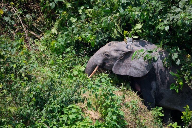 Un chasseur tué par un éléphant à Oyenano vers Fougamou Un chasseur tué par un éléphant à Oyenano vers Fougamou