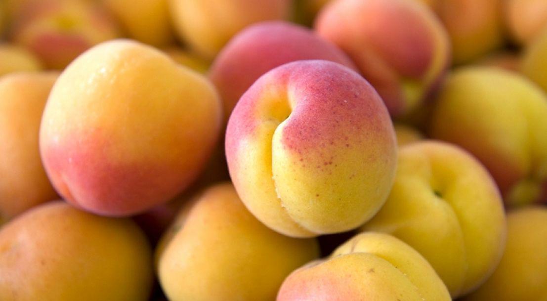 L’abricot, le goût des vacances L’abricot, le goût des vacances