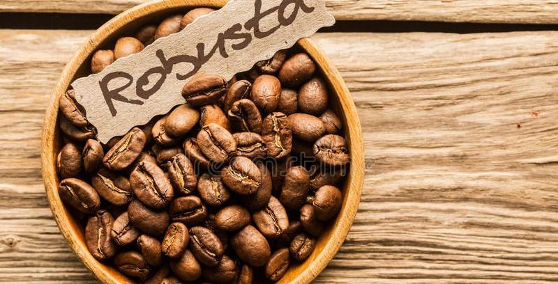 Monde : le cours de café robusta chute à 1,92 USD le Kg cette semaine Monde : le cours de café robusta chute à 1,92 USD le Kg cette semaine