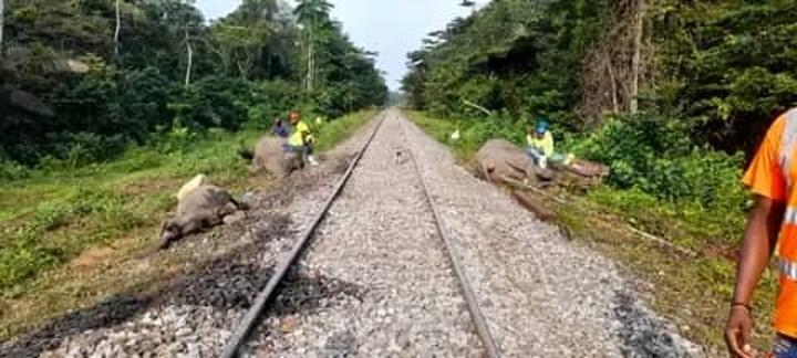 Un train tue 4 éléphants au Gabon Un train tue 4 éléphants au Gabon