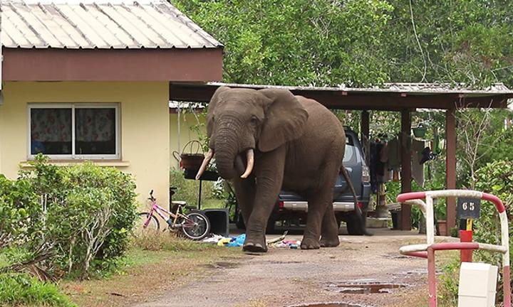 Conflit homme – Éléphant : Des battues administratives d’un mois dans l’Ogooué-Ivindo Conflit homme – Éléphant : Des battues administratives d’un mois dans l’Ogooué-Ivindo