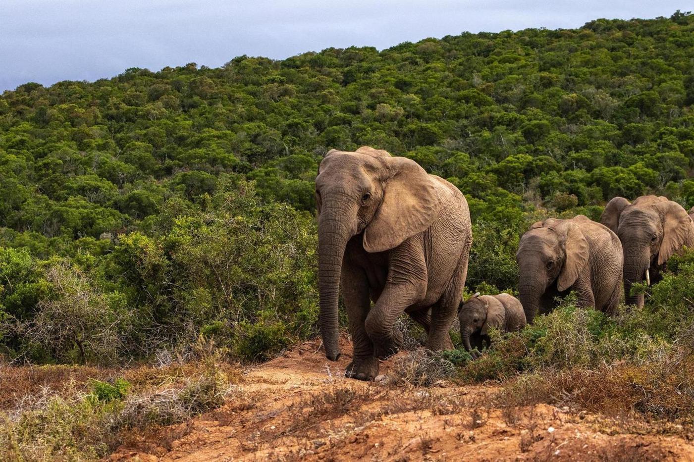 le Sud bénéficie d’abondantes pluies mais les éléphants menacent les cultures le Sud bénéficie d’abondantes pluies mais les éléphants menacent les cultures