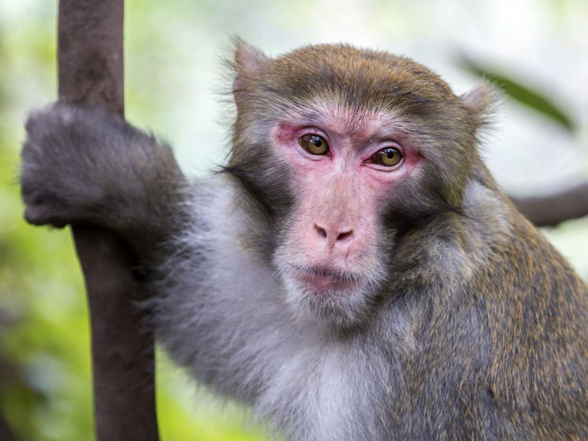 L'injection de la protéine Klotho a amélioré la mémoire de singes âgés L'injection de la protéine Klotho a amélioré la mémoire de singes âgés