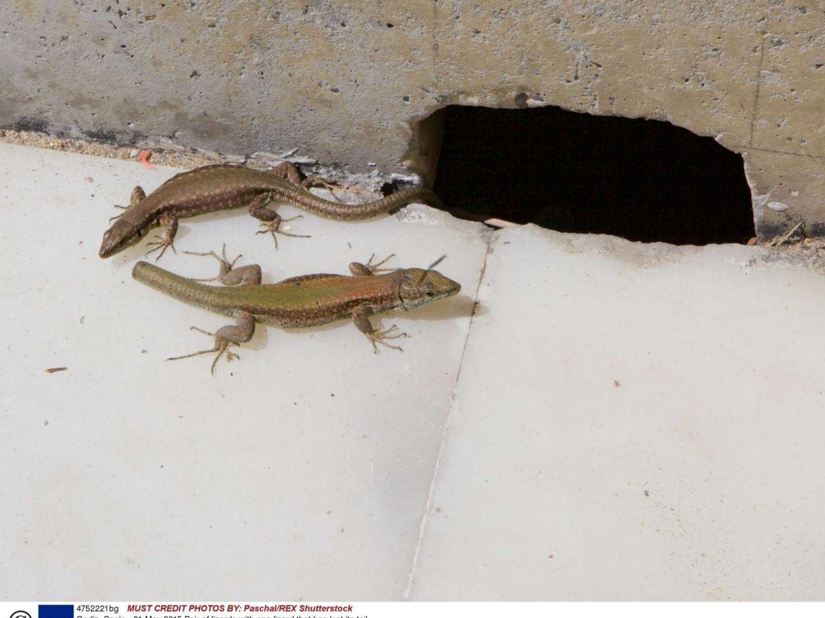 Arthrose : la queue des lézards ouvre de nouvelles voies de traitement Arthrose : la queue des lézards ouvre de nouvelles voies de traitement