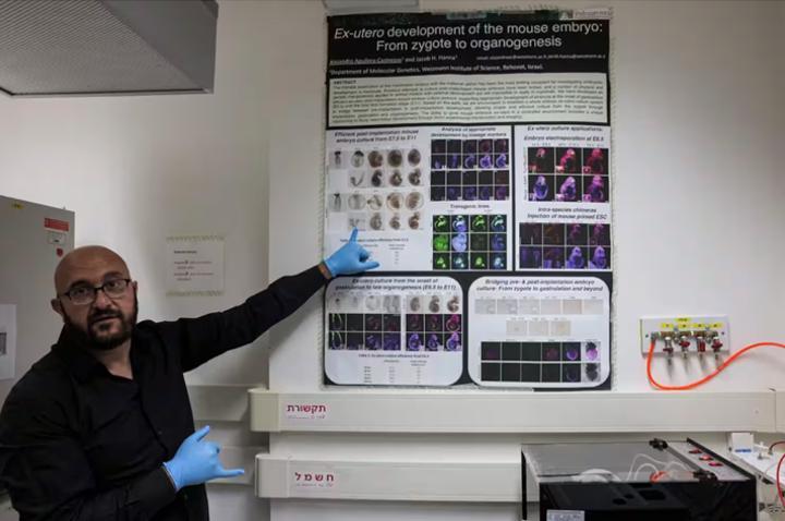 Des simili-embryons humains créés en laboratoire sans sperme ni ovule Des simili-embryons humains créés en laboratoire sans sperme ni ovule